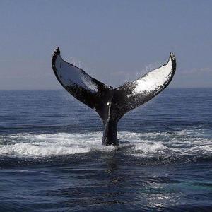 极品粉嫩小仙女小穴69XX
